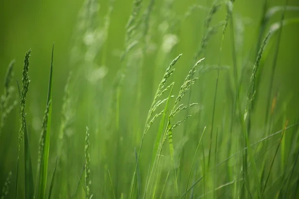 stock image Green young grass