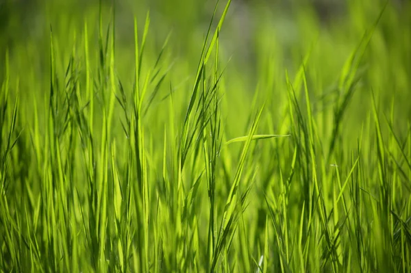 stock image Background of the green young grass