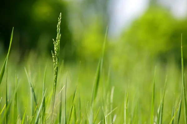 stock image Green young grass