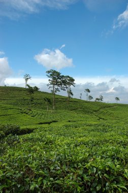 çay plantasyon