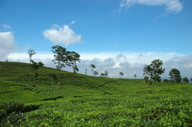 çay plantasyon