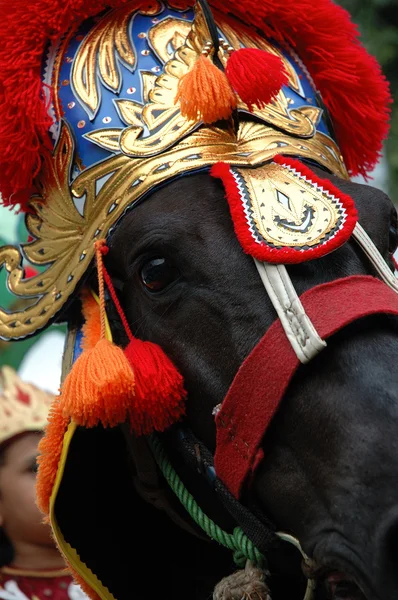 Koń renggong — Zdjęcie stockowe