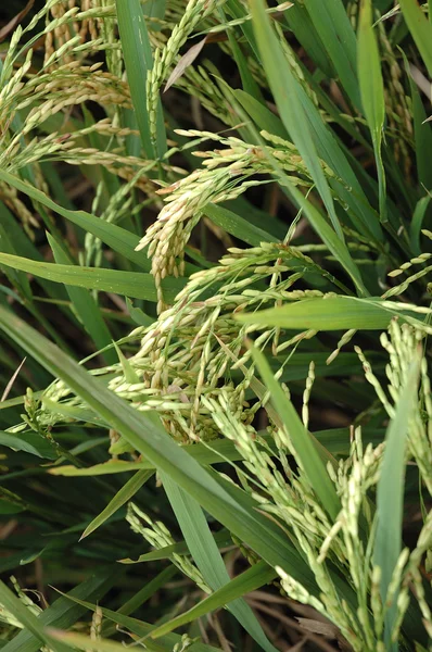 stock image Rice paddies