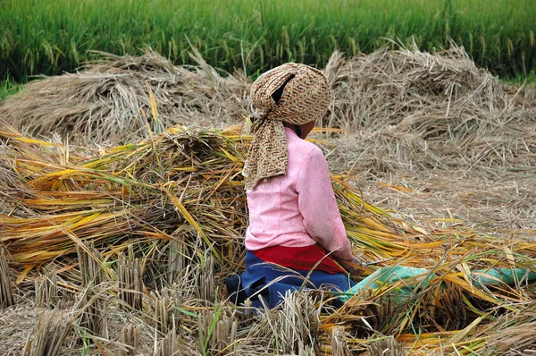Skörd risfält — Stockfoto