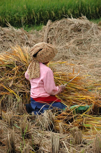 Sklizeň rýžová pole — Stock fotografie