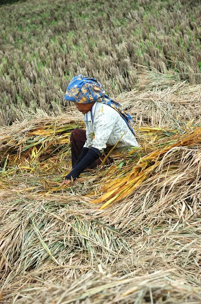 Raccolta di risaie — Foto Stock