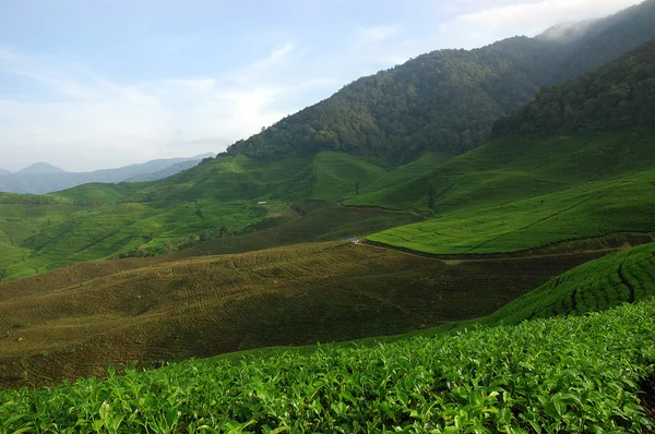 Plantación de té — Foto de Stock