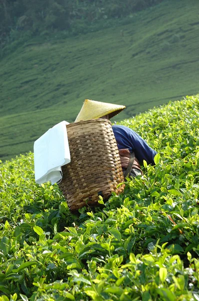 Ramasser le thé — Photo