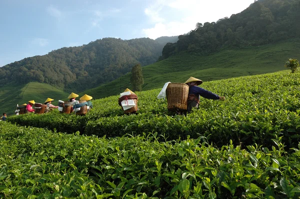 Picking up tea — Stock Photo, Image