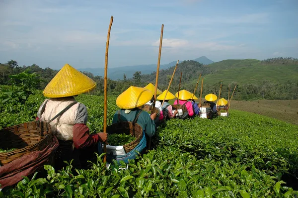Zbierając herbaty — Zdjęcie stockowe