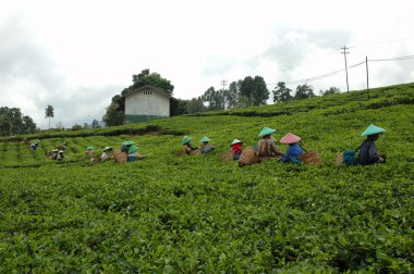 çay plantasyon