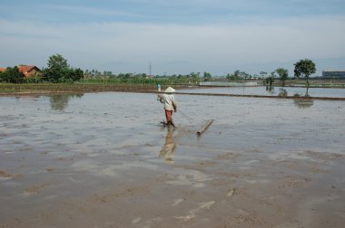 Ricefield