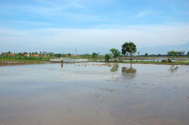 Ricefield