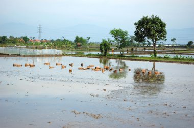 Ricefield