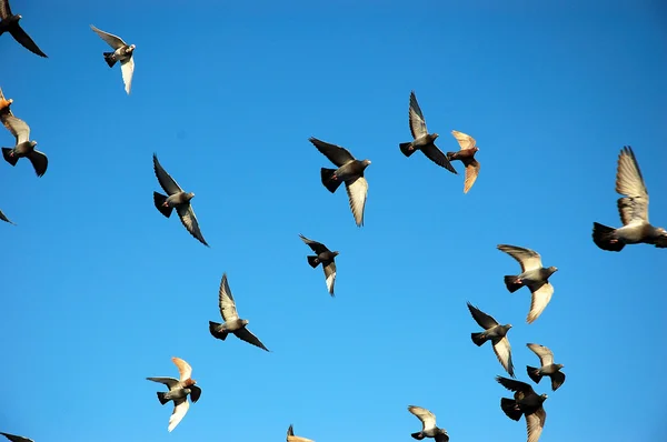 stock image Flying homing pigeon