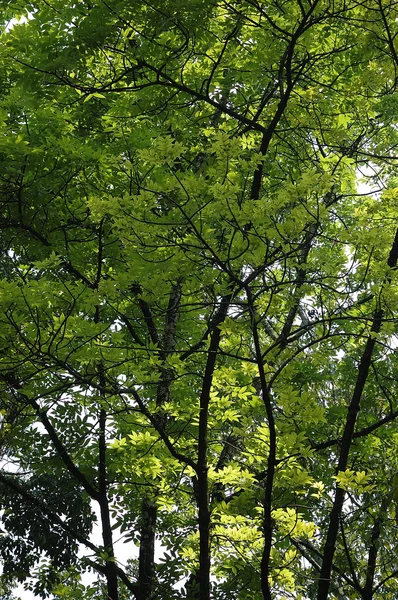 stock image Green leaf