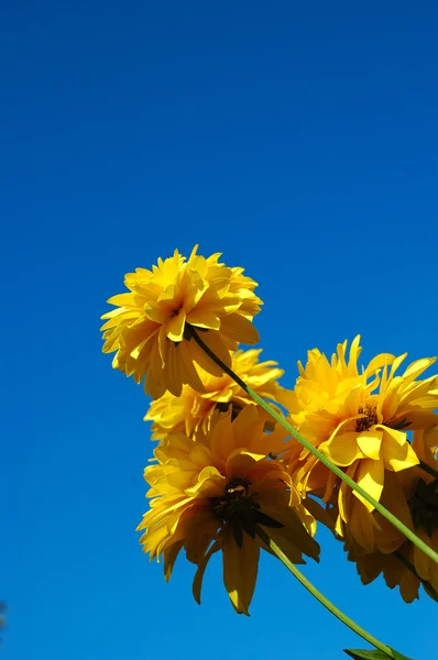 stock image Yellow daisy