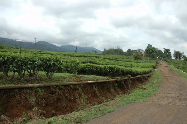 Tea plantation — Stock Photo, Image