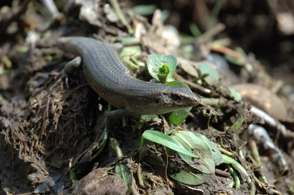 stock image Lizard