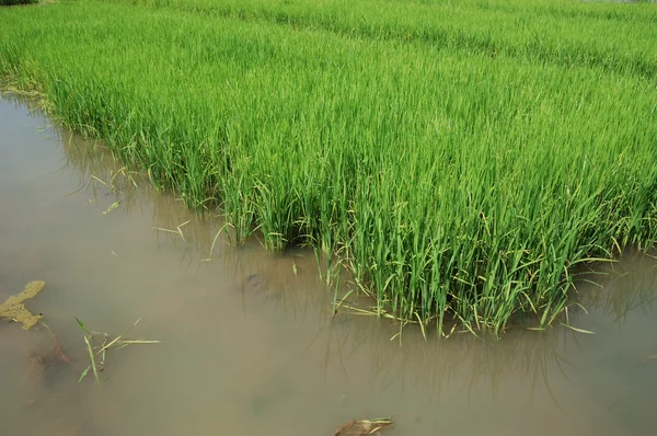 Risfält utsäde — Stockfoto