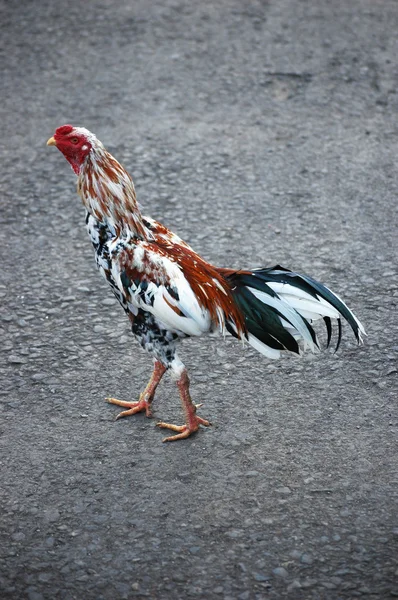 stock image Chicken