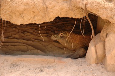 Komodo Ejderi