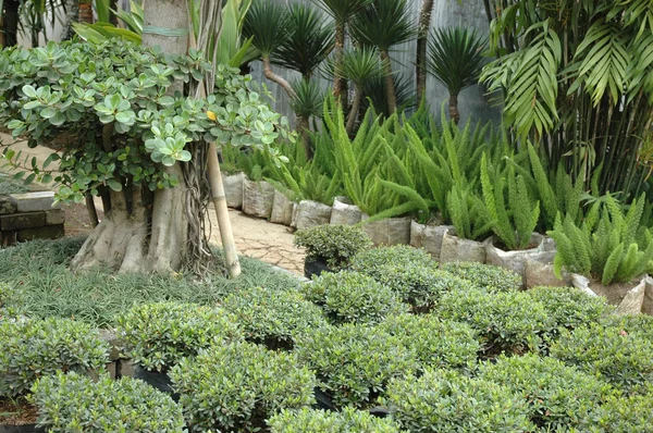Jardín tropical — Foto de Stock