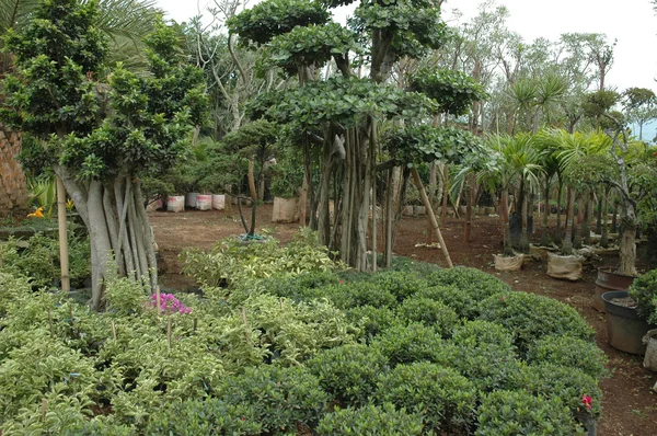 Giardino tropicale — Foto Stock