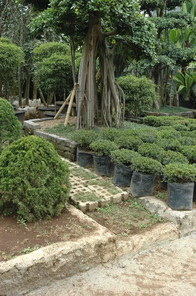 Tropisk trädgård — Stockfoto