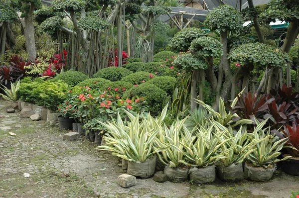 Тропический сад — стоковое фото