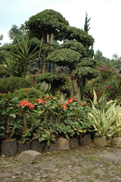 Flower plantation — Stock Photo, Image