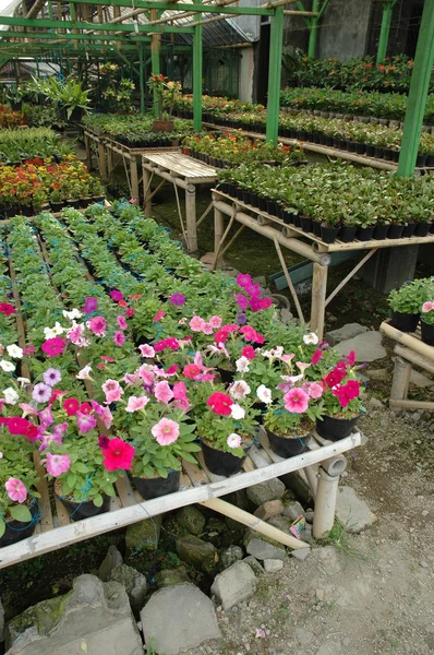 Plantación de flores — Foto de Stock