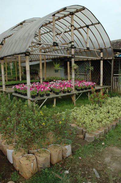 Flower plantation — Stock Photo, Image
