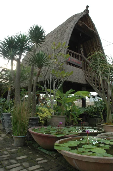 Tropical garden — Stock Photo, Image