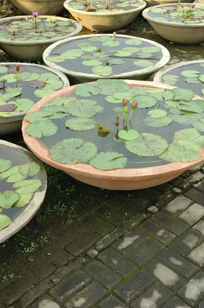 Bunga Lotus — Stok Foto