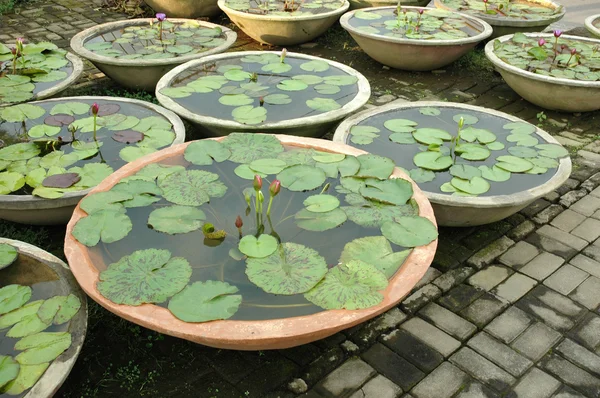 Bunga Lotus — Stok Foto