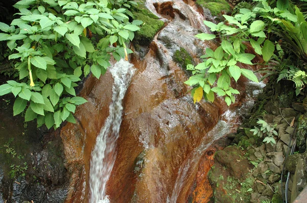 Forest stream — Stockfoto
