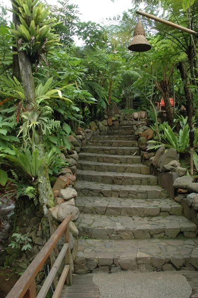 Jardín tropical —  Fotos de Stock