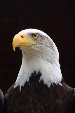 Regal Bald Eagle Portrait clipart