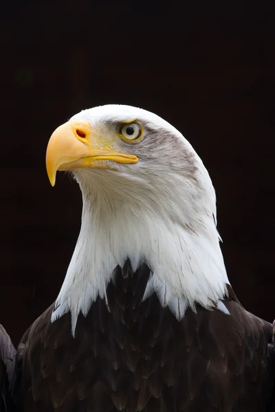 Regal Bald Eagle Portrait Stock Photo