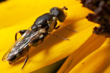 hoverfly portre görünümünde