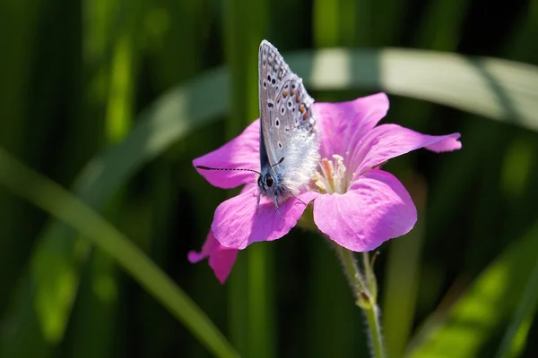 Mariposa azul sentada en la flor — Foto de Stock