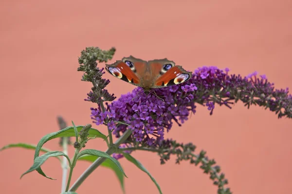 Motýl na barevný květ — Stock fotografie
