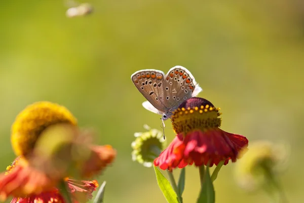 Vlinder aan kleurrijke bloem — Stockfoto