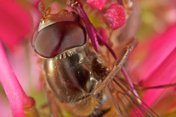 Macro extrême Hoverfly — Photo