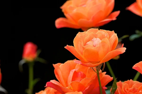 Beatiful colored roses — Stock Photo, Image