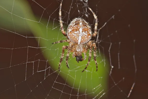 Örümcek ağda — Stok fotoğraf