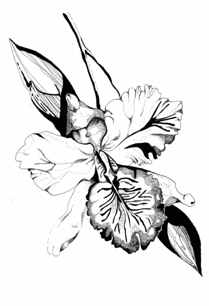 Orkide el çizimi