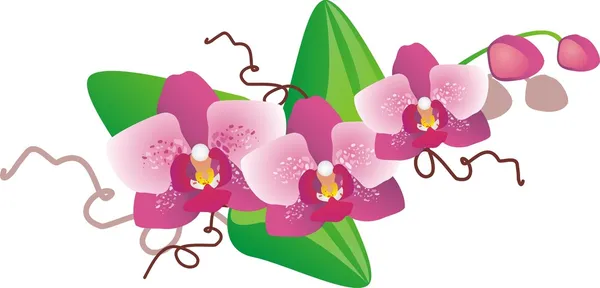 Орхидея фаленопсис — стоковый вектор