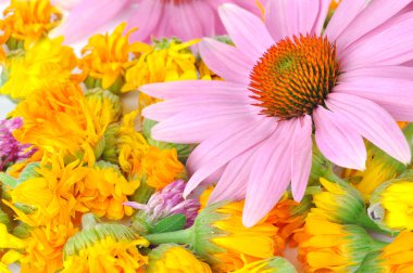 Echinacea ve calendula